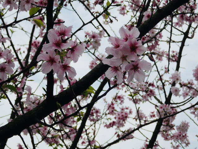Golden Town in Spring: Jinguashi’s Cherry Blossom Magic