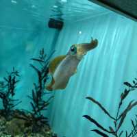 墨田水族館～暢游於水下奇幻世界