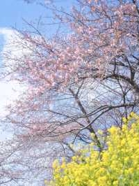 【群馬】広大な梅林で絶景体験🤩10万本の梅の花が咲き誇る桃源郷へ行こう🌸 