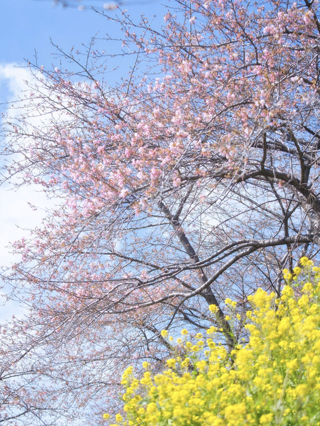 【群馬】広大な梅林で絶景体験🤩10万本の梅の花が咲き誇る桃源郷へ行こう🌸 