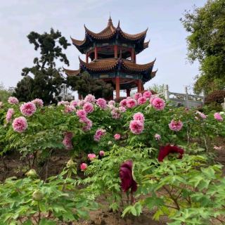 【五泉市牡丹園和服寫真】