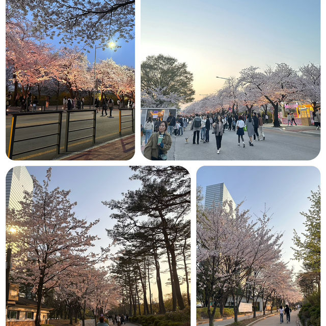 尋找首爾🌸🌸之路