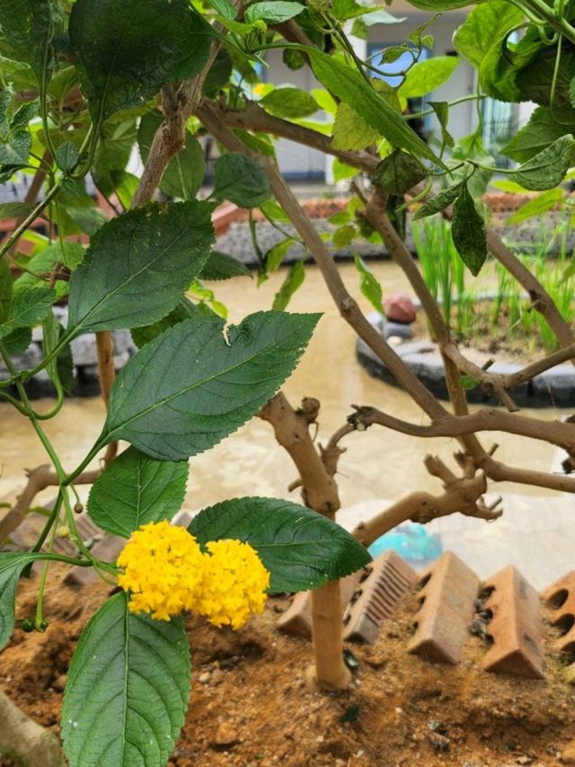 가평 자라섬 꽃정원 이화원