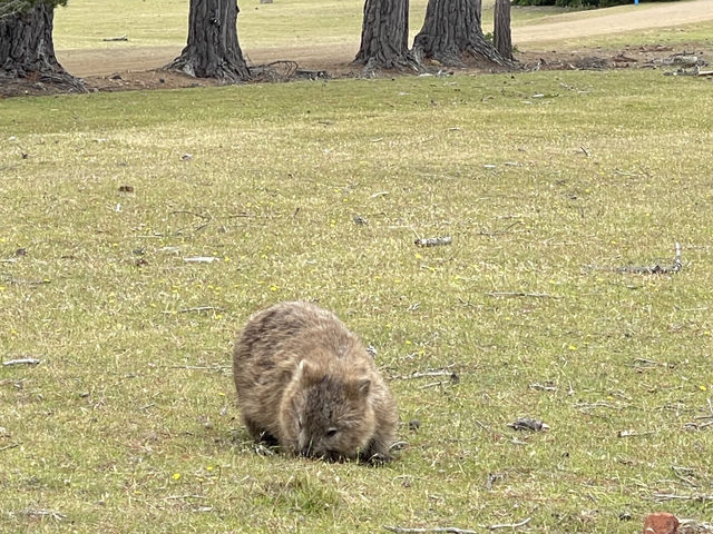 塔斯馬尼亞  瑪麗亞島旅遊全攻略：野生動物天堂與世界遺產秘境