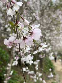 福岡櫻花之頑強：逆風而舞的生命之美