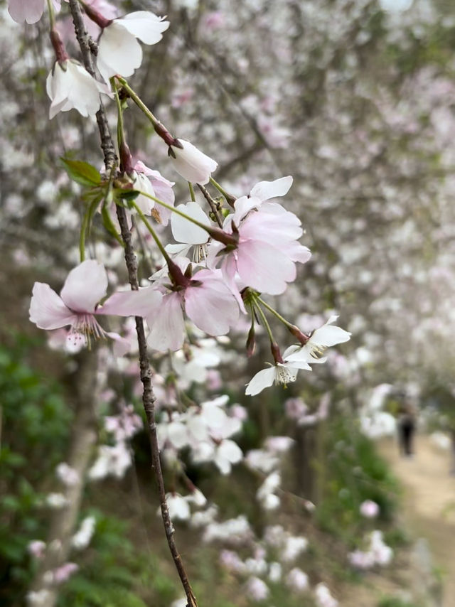 福岡櫻花之頑強：逆風而舞的生命之美