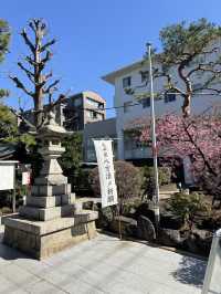 東京賞櫻不可錯過嘅櫻神宮🌸