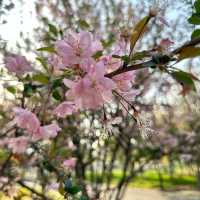 比日本櫻花更美🌸🌸武漢小眾賞櫻地點🤫