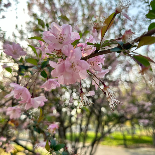 比日本櫻花更美🌸🌸武漢小眾賞櫻地點🤫