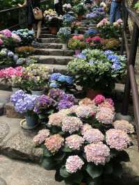 【奈良】花の御寺〜あじさい回廊〜