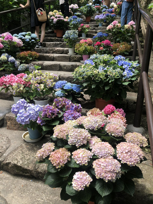 【奈良】花の御寺〜あじさい回廊〜