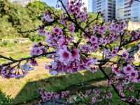東湖康樂公園，搭捷運輕鬆賞櫻趣！