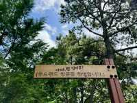 피톤치드가 가득한 산책길🌳