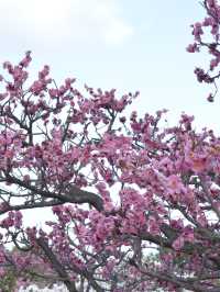京都梅小路公園的早櫻：難以忘懷的絕景 🌸✨