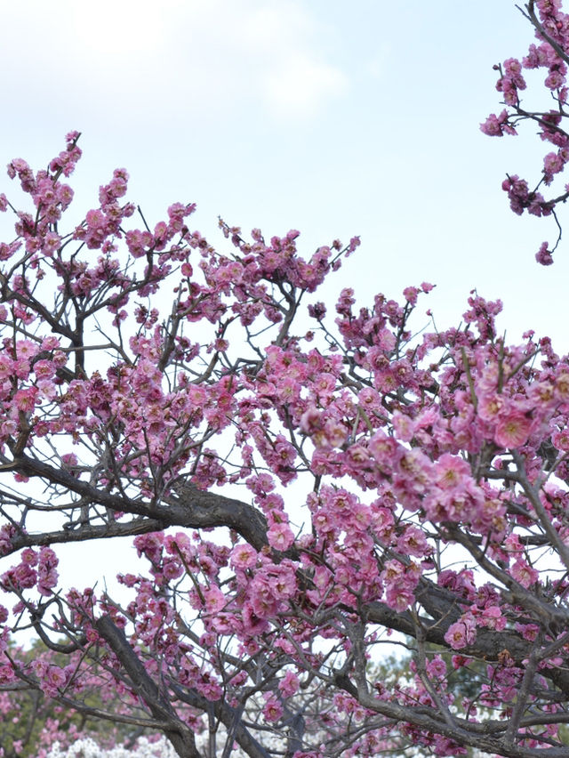京都梅小路公園的早櫻：難以忘懷的絕景 🌸✨