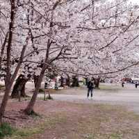 鶴舞公園🌸櫻花之味