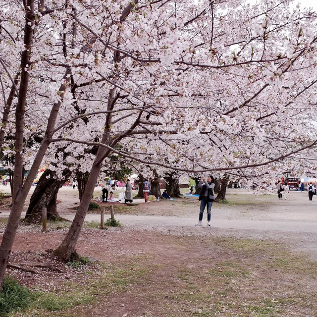 鶴舞公園🌸櫻花之味