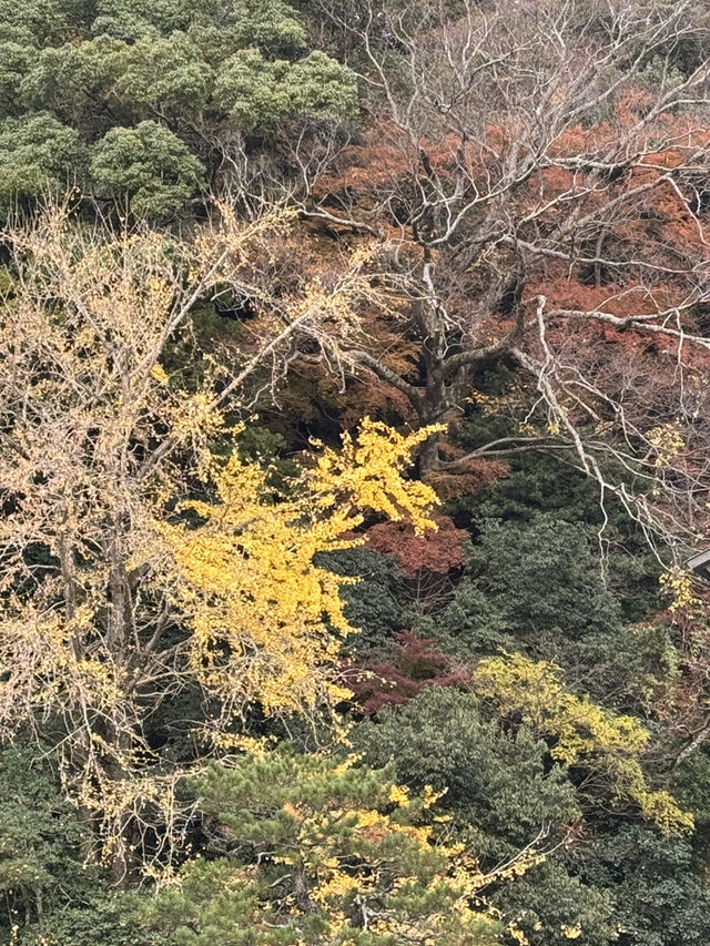 出雲大社：神話與信仰的聖地⛩️✨