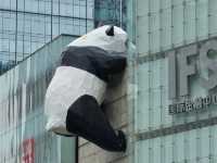 四川成都漫遊，熊貓故鄉與新舊交融的城市。