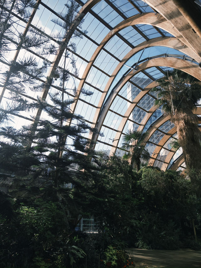 A Green Escape in the Heart of Sheffield: Winter Garden
