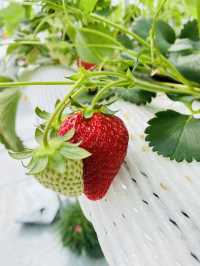 Kishinosato Strawberry Farm ฟาร์มสตรอว์เบอร์รีสดๆ
