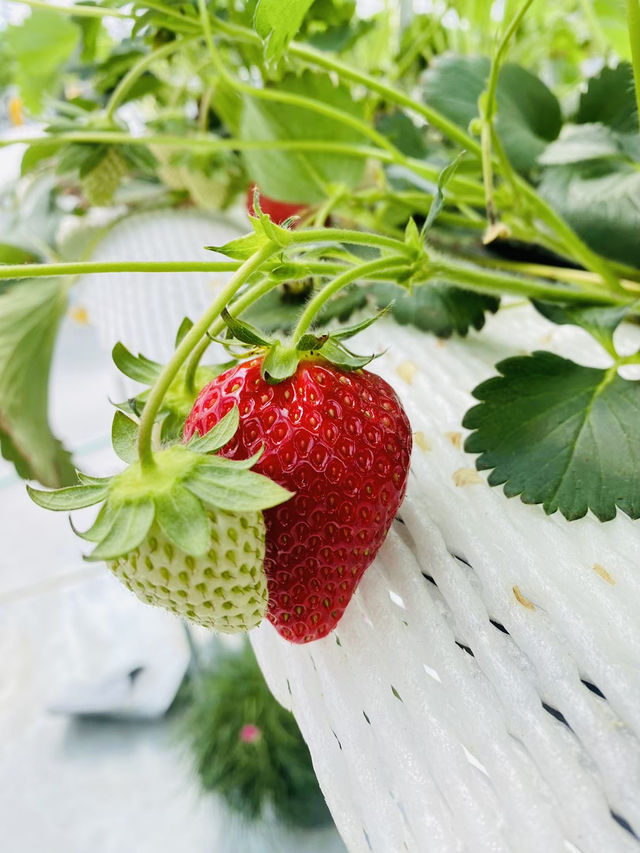 Kishinosato Strawberry Farm ฟาร์มสตรอว์เบอร์รีสดๆ