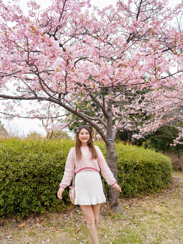 人不多，交通方便的大阪賞櫻公園🌸