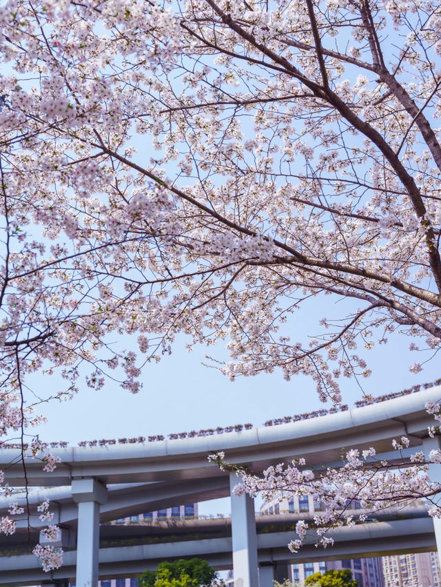 上海開往春天的列車🚄櫻花滿開🌸