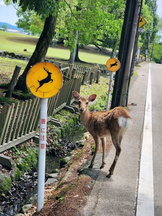 🇯🇵 NARA day trip, and yes, NARA 🦌 bow! 
