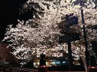 🌸【名古屋秘境夜櫻｜高山陣屋紅橋的櫻花盛宴】  