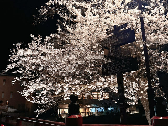 🌸【名古屋秘境夜櫻｜高山陣屋紅橋的櫻花盛宴】  