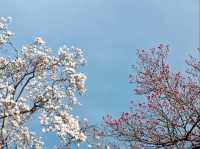 HISTORIC BEAUTY | BULGUKSA TEMPLE DRAPED IN CHERRY BLOOMS