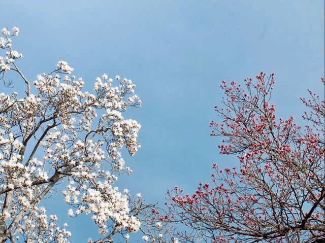 HISTORIC BEAUTY | BULGUKSA TEMPLE DRAPED IN CHERRY BLOOMS