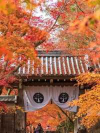 京都の紅葉名所10選 🍁✨