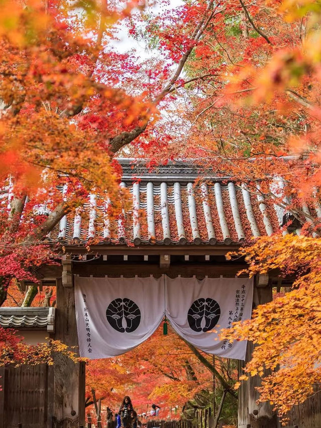京都の紅葉名所10選 🍁✨