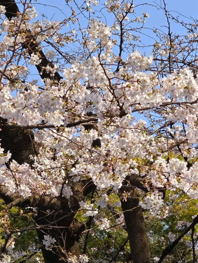 Ueno Onshi Park Cherry Blossoms- Tokyo's Blossom Epicenter