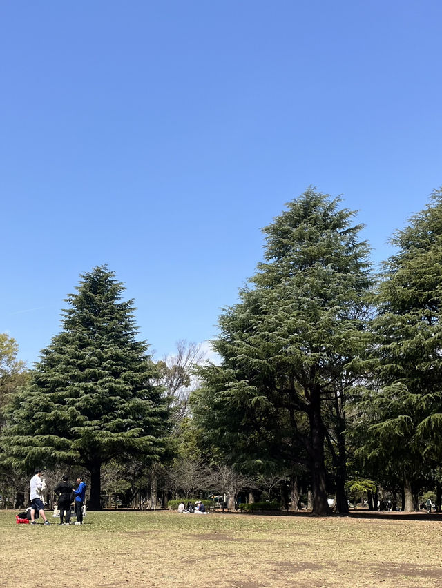 요요기공원 꽃놀이🌸🧺