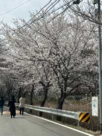 터널 같은 벚꽃길이 있는 감성 가득한 청주 마을🤍🫧🌸