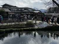 東京追櫻河口湖追富士山
