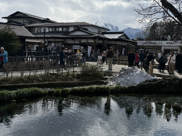 東京追櫻河口湖追富士山
