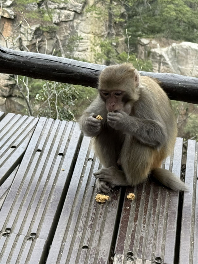 張家界森林公園 大氧吧廣場黃石寨