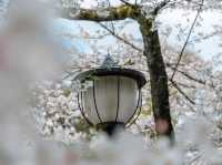 ซากุระที่สวนอุเอโนะ โตเกียว 🌸🌸🌸
