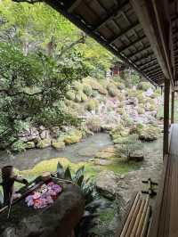 Spring Outing to Yanagidani Kannon Yōkoku-ji