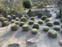  **🌵【廈門必打卡】園林植物園多肉區：闖入奇幻沙漠綠洲，與3000種多肉共舞！🏜️**  