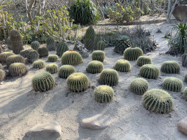  **🌵【廈門必打卡】園林植物園多肉區：闖入奇幻沙漠綠洲，與3000種多肉共舞！🏜️**  