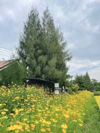 วอนแดซอง: เกาหลีทิพย์ มุมดอกไม้สีเหลืองละมุนใจ