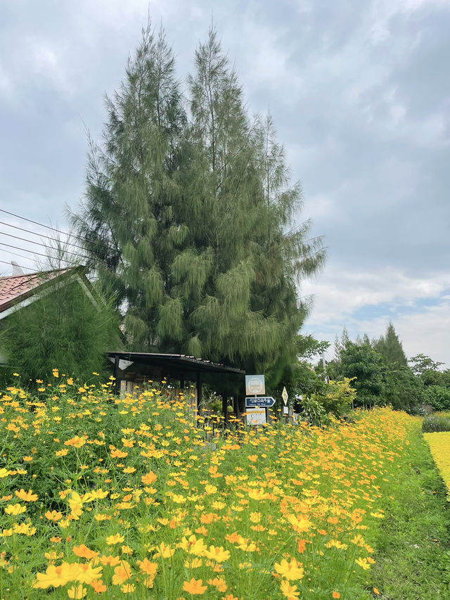 วอนแดซอง: เกาหลีทิพย์ มุมดอกไม้สีเหลืองละมุนใจ วอนแดซอง: เกาหลีทิพย์ มุมดอกไม้สีเหลืองละมุนใจ