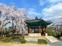顕忠院のしだれ桜が見せる静かな春の美🌸