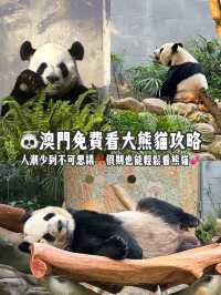 澳門免費大熊貓館🐼🌿免門票+人潮少到不可思議 ✨ 假日也能輕鬆看熊貓!