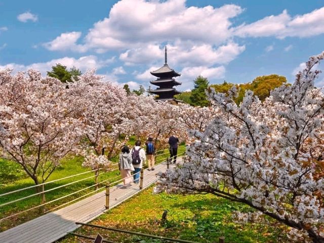 京都必遊賞櫻景點---仁和寺，御室櫻三絕